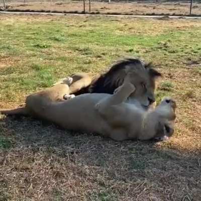 🔥 Lions cuddling