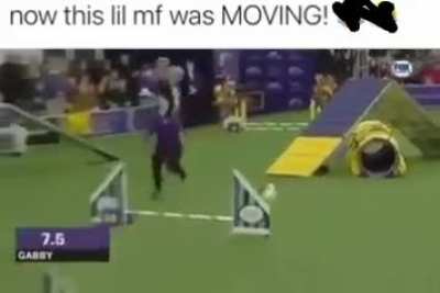 Papillons are a good agility breed and an amazing friend to have. This is impressive !