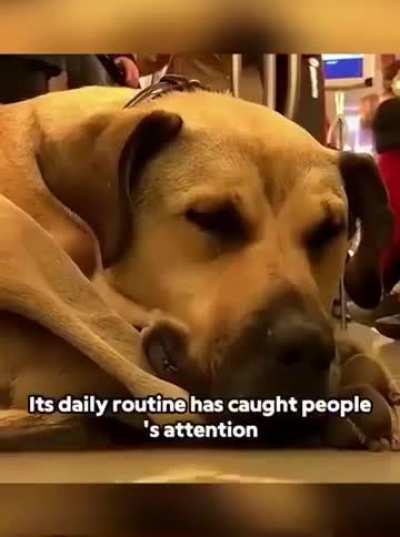 The story of &ldquo;Boji&rdquo; the dog