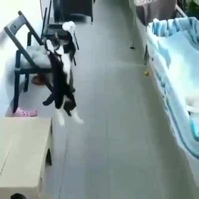 Gatinho matou no peito