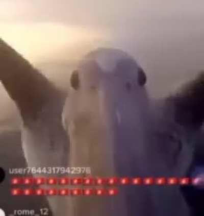 Bird.
