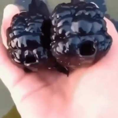 Forbidden Blackberries