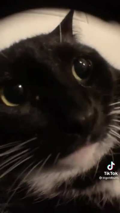 Gato ~w~