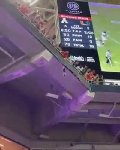 Cat during Miami Football Game