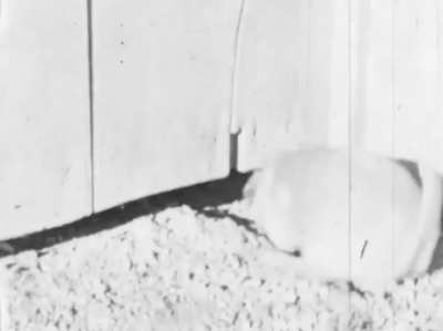 An archivist found a long forgotten 8mm film reel in an old metal box, marked "Philipines 1942". Thinking it was lost WWII footage, he sent it in to be restored/digitized. When he got the footage back, he found puppies instead.