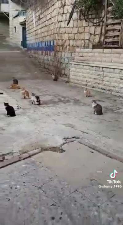 Khutba on how to be a better meowslim