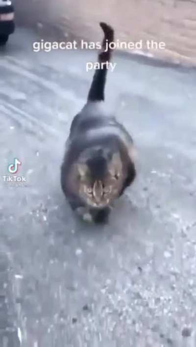 GIGACAT Coming