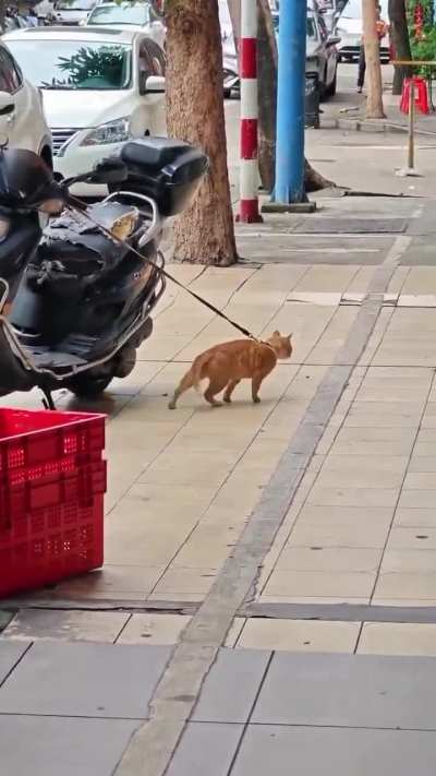 michael catson