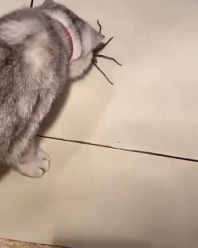 I will follow you