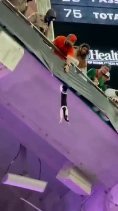 Crowd saves falling cat