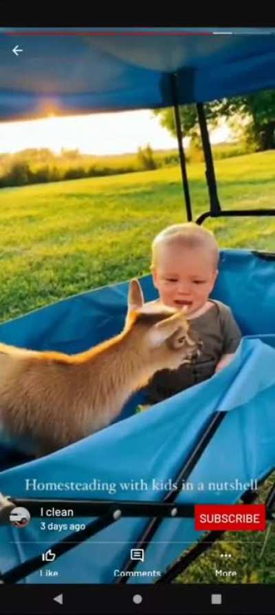 Baby &amp;amp; Goat crying