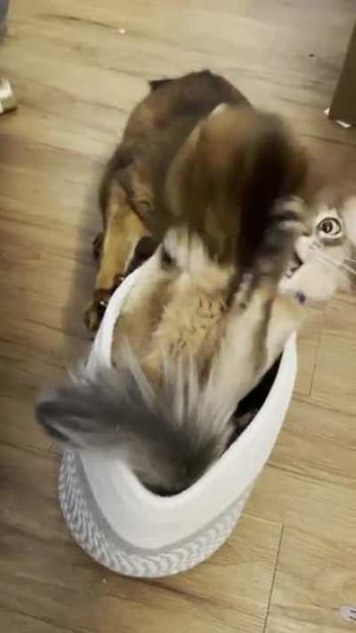 My house squirrel