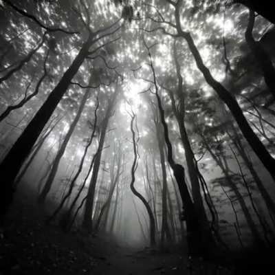 THIS FOREST IS FREAKY AND WEIRD