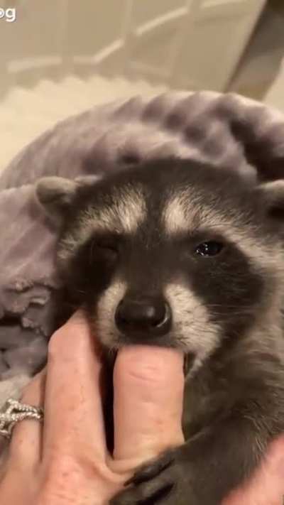 PurrPanda