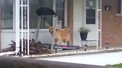 Enjoying the treadmill