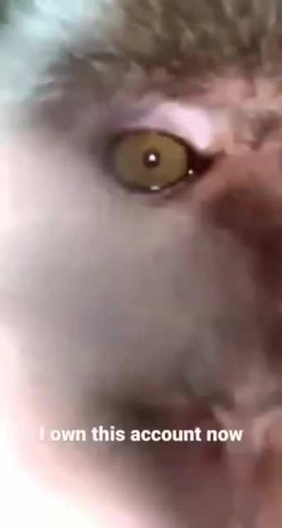 Account monkey