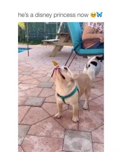 He's disney princess now