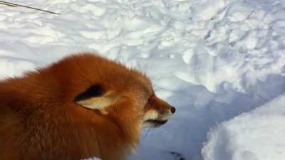 What does the fox say? Well now you know!