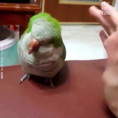 birb likes snuggles :3