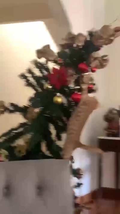 Timber