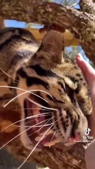 Big Ole Mittens