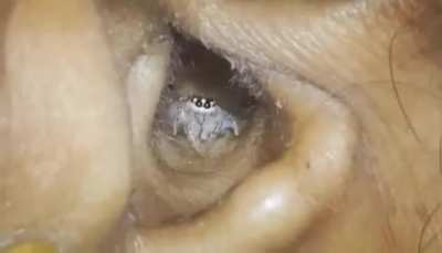 Милый паучок и его дом.