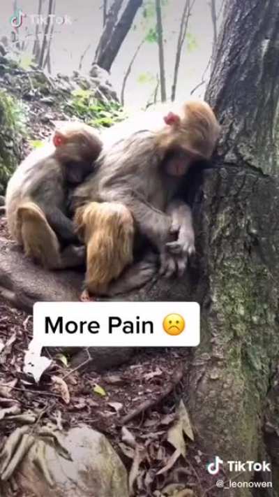 4 modes