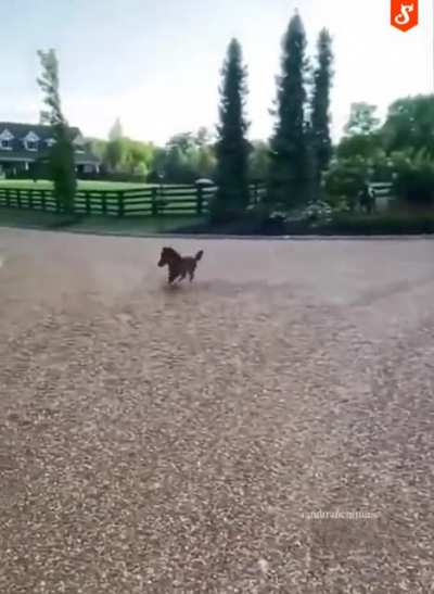 Little horse