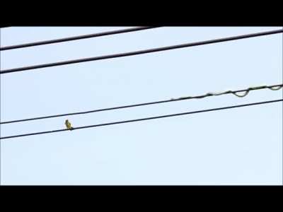 🔥 Snake goes online