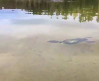 Realizing I&rsquo;ve never actually seen a duck swimming underwater before