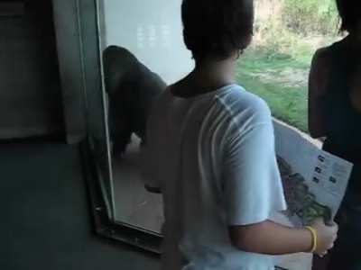 Spinning Gorilla