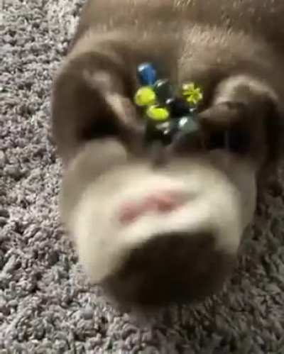 Creature steals mans marbles