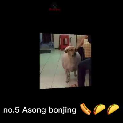 top 10 doggie