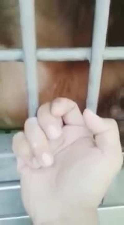 bir de maymundan gelmedik diyorlar