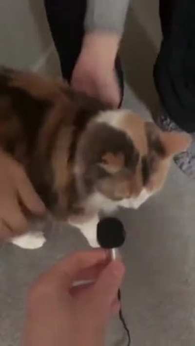 cat ascend