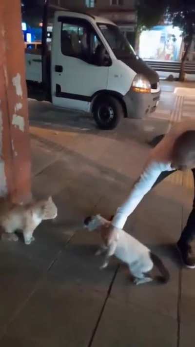 A man from Istanbul turkey separates 2 cats fighting                 He says: what is it that you can&rsquo;t share, don&rsquo;t fight like this, come over here, u are the man okay ı get ıt