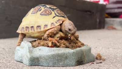Tortellini&acirc;s favorite hobby