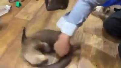 Otters begging for spins