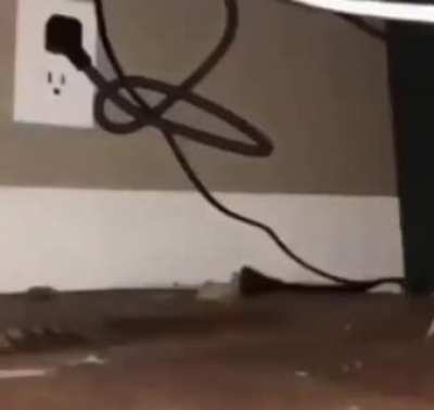 Mike the Rat