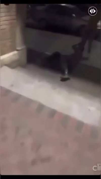 REPOST *FULL VIDEO FOR CONTEXT * Don't abuse animals in front of "Animal Lovers " or prepare get handled. He was dragging a dog by the leash &amp;amp; Dog owners seen him &amp;amp; did it back to him.