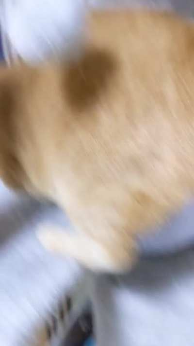 I love me a good phantom paw punch