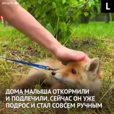 История о лисёнке, который нашёл в незнакомцах родственную душу. Их встреча оказалась судьбоносной &mdash; ведь малыша надо было спасти!