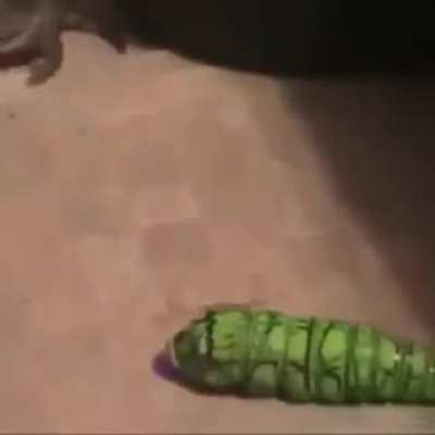 Poor frog