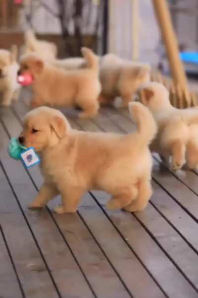 Cute dog's 