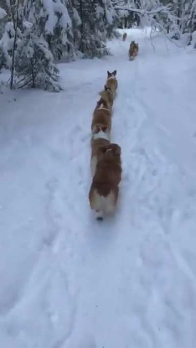 Corgi pups march in single file to conceal the strength of their number from the enemy