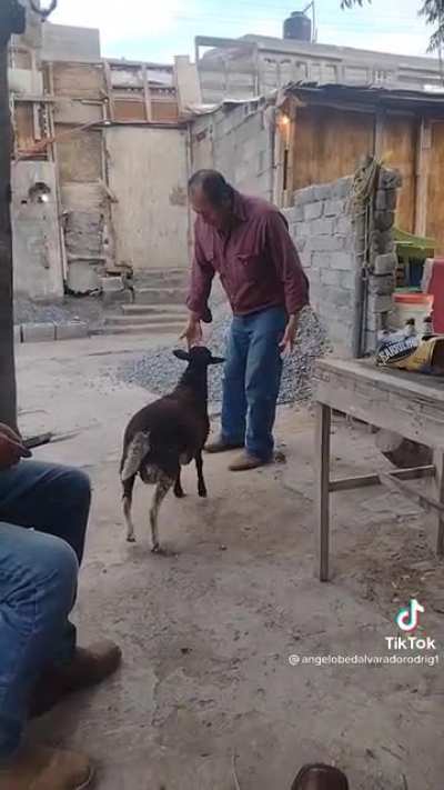 cabra cabrona