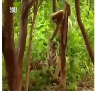 Monke vs tiger?????