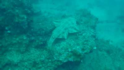 Angel shark on the move