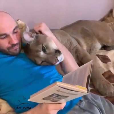 Pet puma