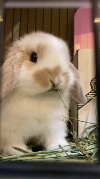 His hay eating speed is still only 1 SPM (one strand per minute)